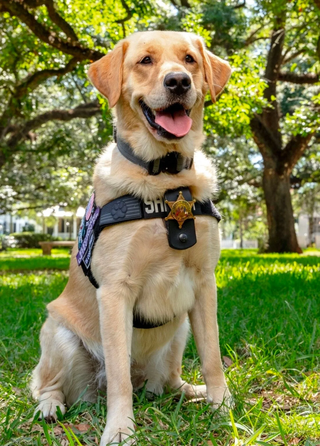 ESD K9 Estie, a yellow Goldador, sitting in the grass wearing her Sheriff’s Office harness